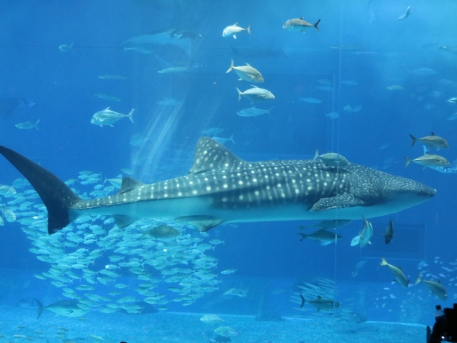 美ら海水族館